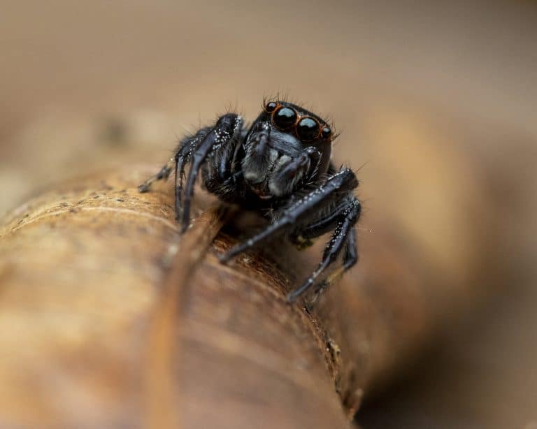 Closeup of a jumping spider