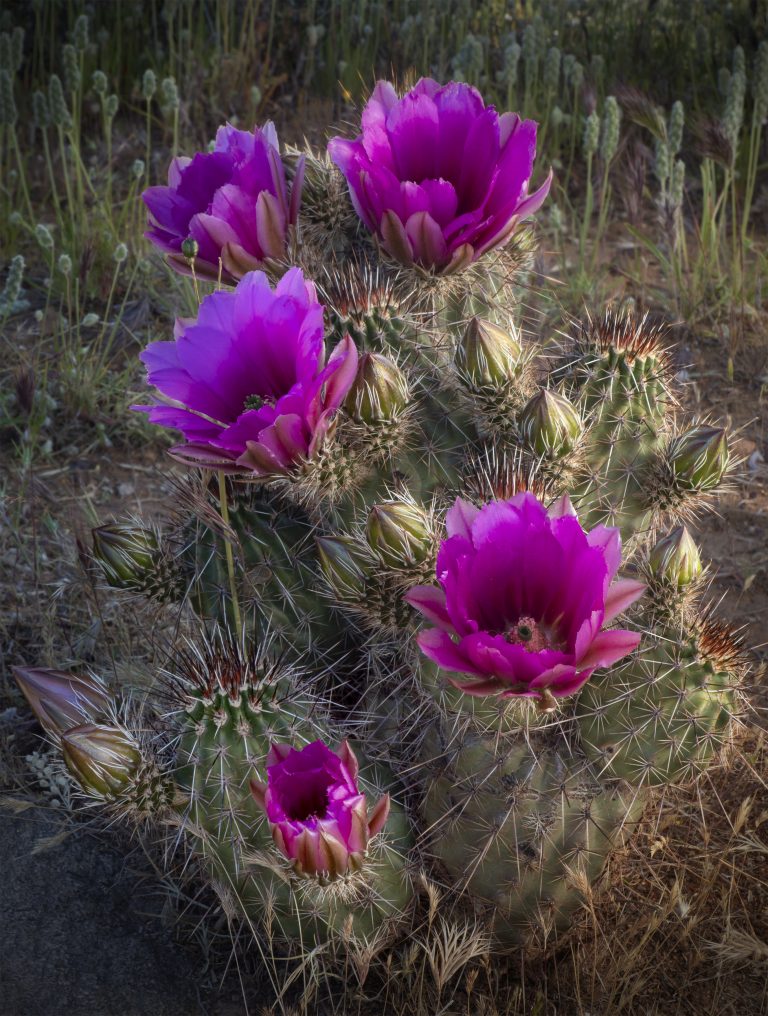 Purple strawberry hedgehog cactus flowers