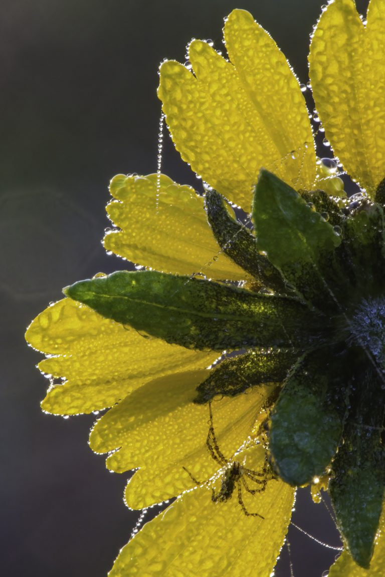 A spider chills on a dew-covered coreopsis flower in the early morning on the Jones Alta Vista Ranch.