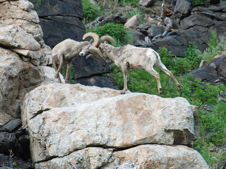 Two bighorn sheep butt heads on a rocky shelf