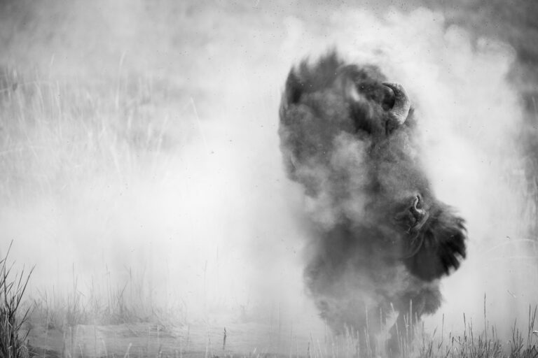 In black and white, a buffalo emerges dramatically from a cloud of dust