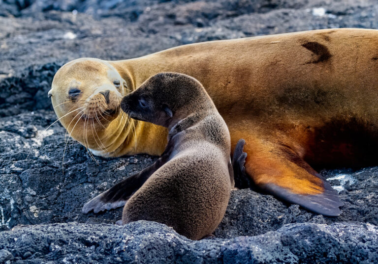 A seal touches noses with a seal cub