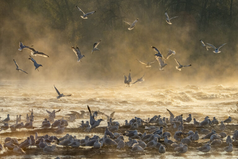 A large gathering of gulls flocks near a shoreline