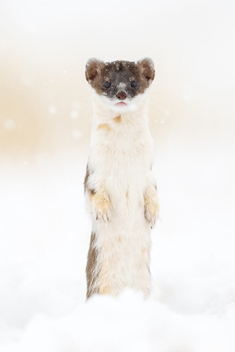 A weasel stands on its hind legs looking at the camera
