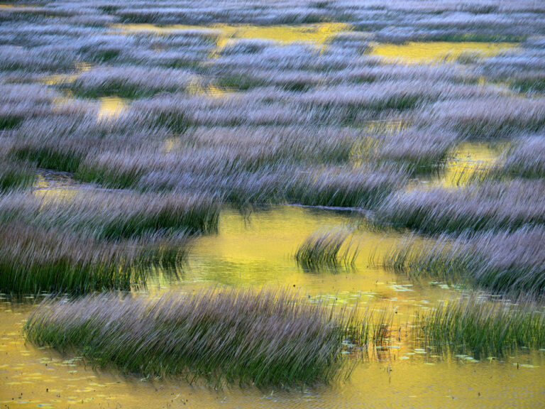An abstract view of a colorful swamp