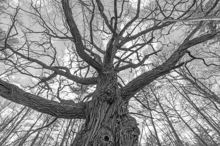 Black and white view from the base of an oak tree