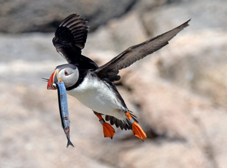 A puffin in flight with a fish in its mouth