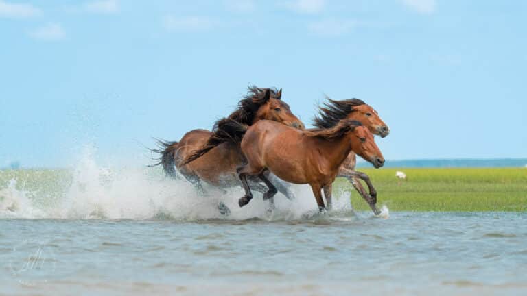 Two wild horse mares and a stallion send water splashing as they gallop through the shallow water in Shackelford Banks North Carolina, in the Outer Banks.