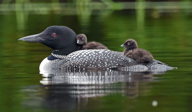 An adult loon surrounded by chicks