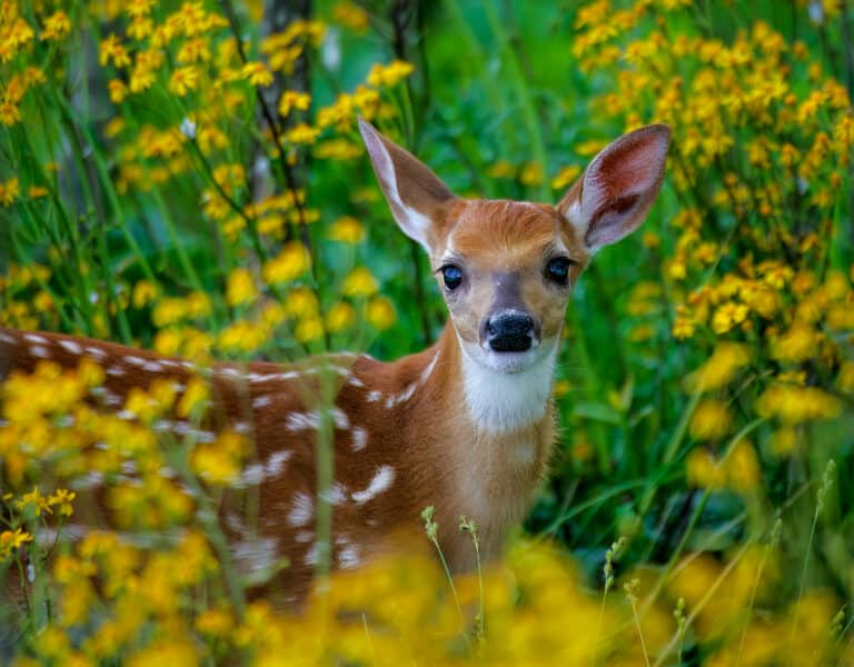 A whitetail deer surrounded by yellow flowers