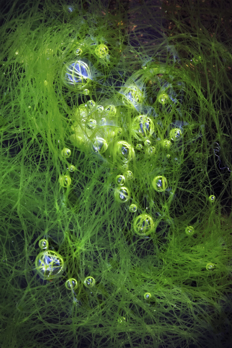 Gas bubbles in grass kelp (Ulva intestinalis)