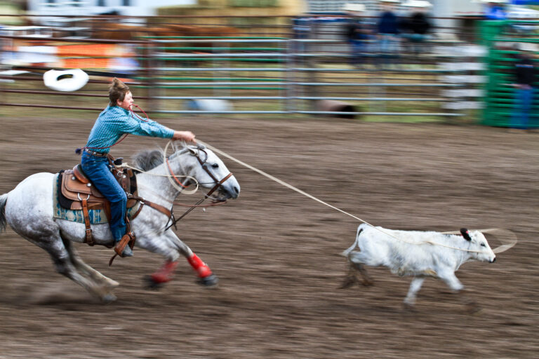 A horse rider lassos a calf