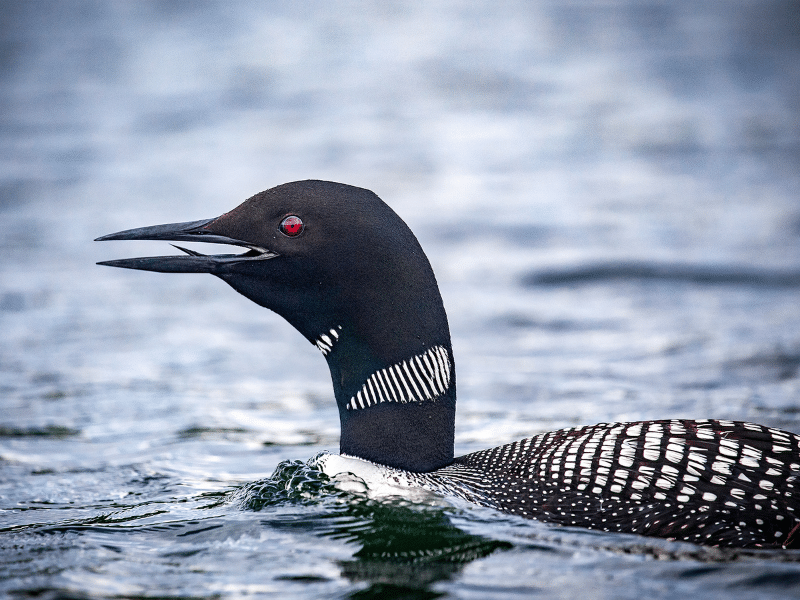 Minnesota Loon Swimming in water close up